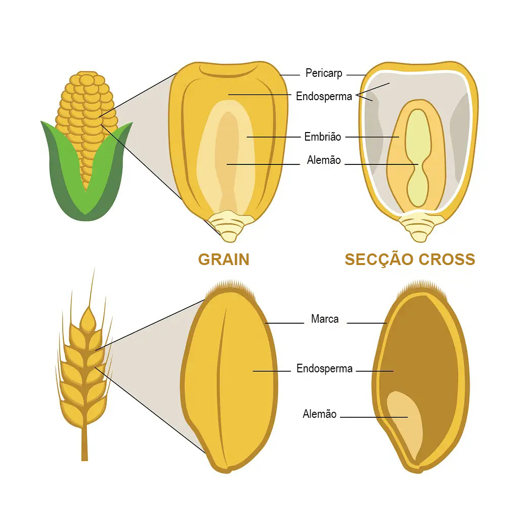 Componentes de um grão de trigo e milho