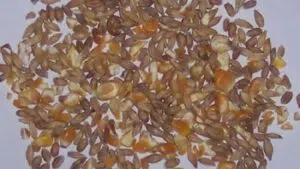 Prillwitz USA Descripción de la imagen